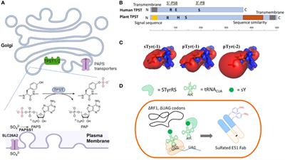 A potential antibody repertoire diversification mechanism through tyrosine sulfation for biotherapeutics engineering and production